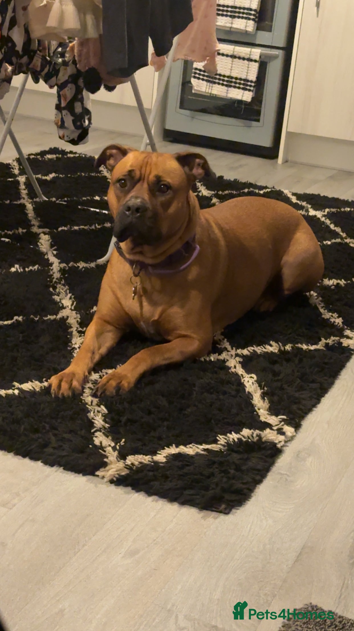 Mixed Breed dogs Bullmastiff x blue staffie last female pup!  - Advert 1