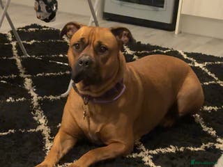 Mixed Breed dogs Bullmastiff x blue staffie last female pup! - Advert 1