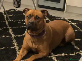 Mixed Breed dogs Bullmastiff x blue staffie last female pup! - Advert 17