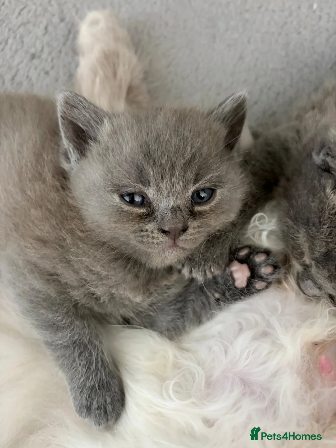 British Shorthair cats for sale: Beautiful British Blue shorthair X Ragdoll babies  - Advert 14