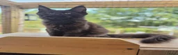 Maine Coon cats for sale: 🌟Tica registered mainecoons champion lines! 🌟 - Advert 4