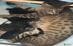 Savannah cats for sale: Savannahs  - Image 7