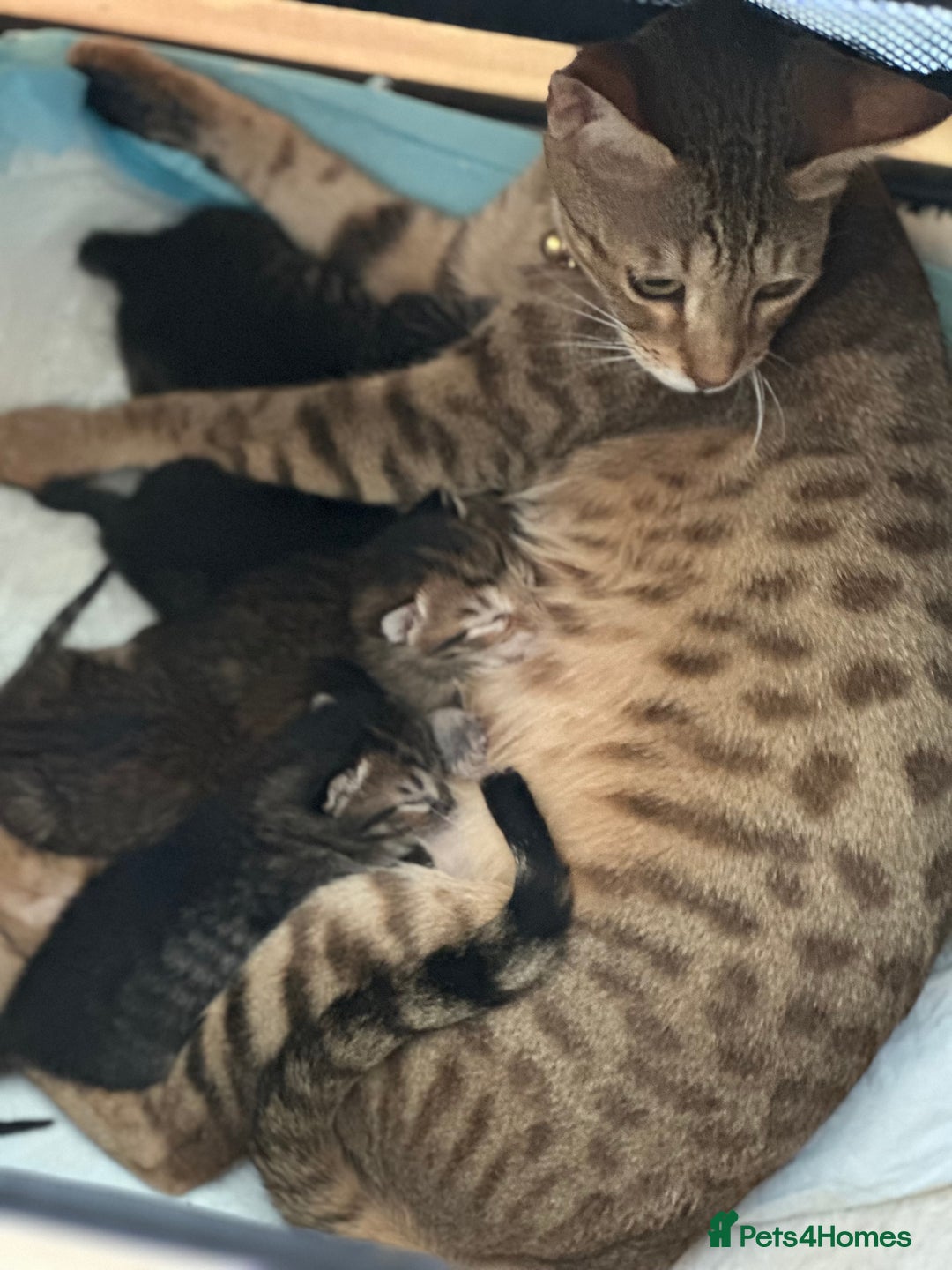 Savannah cats for sale: Savannahs  - Image 7