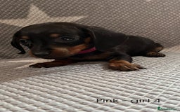 Dachshund dogs for sale:  !!Reduced!!READY TO LEAVE!! miniature dachshunds  - Image 12