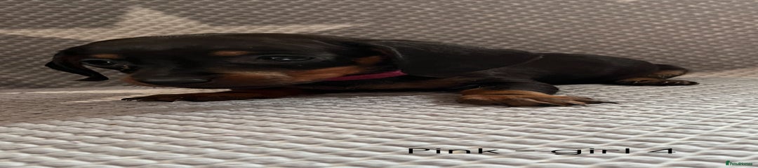 Dachshund Puppy 5