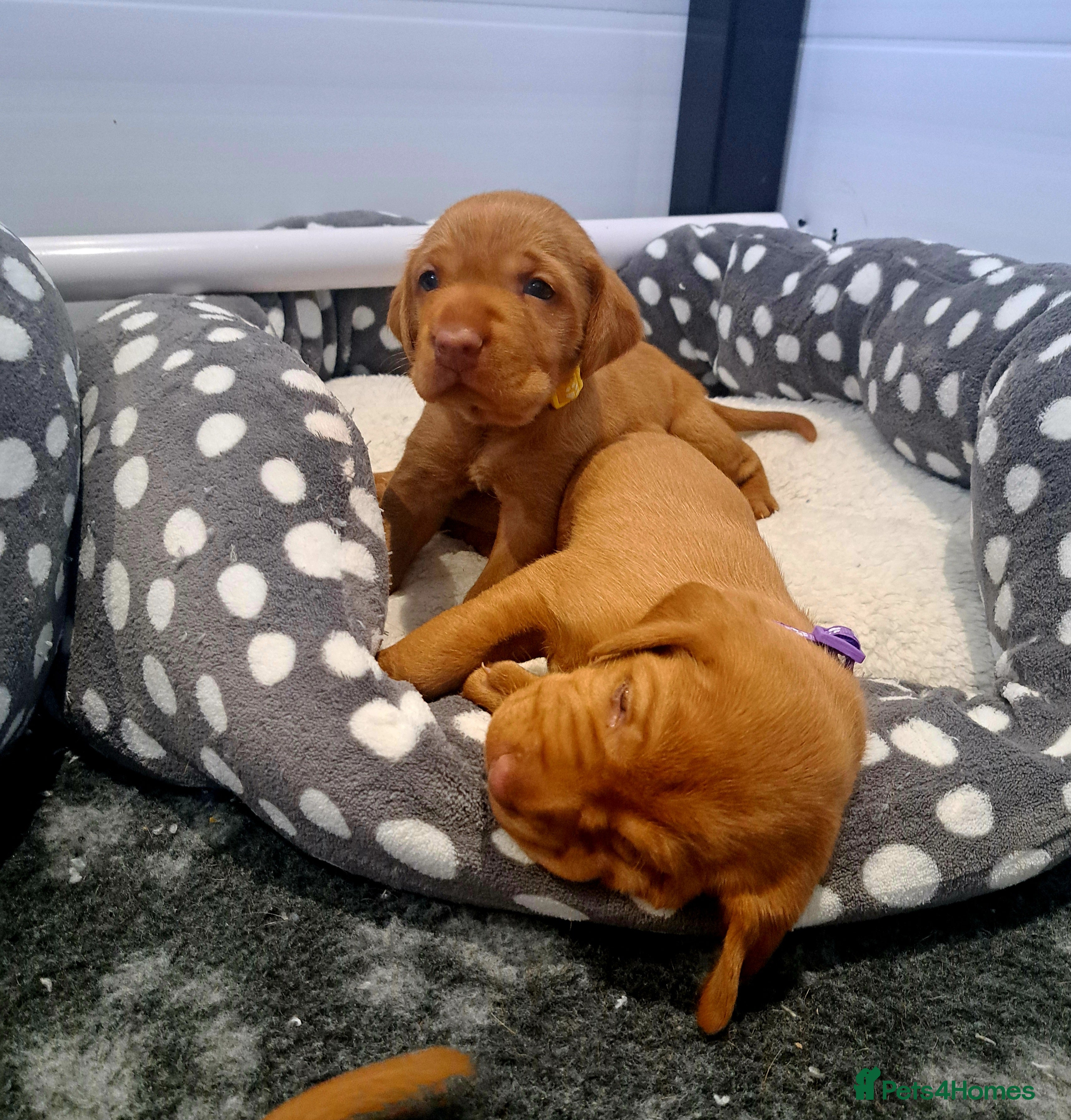 Hungarian Vizsla dogs Wirehaired vizsla puppies  - Advert 14