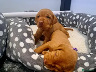 Hungarian Vizsla dogs Wirehaired vizsla puppies - Advert 14