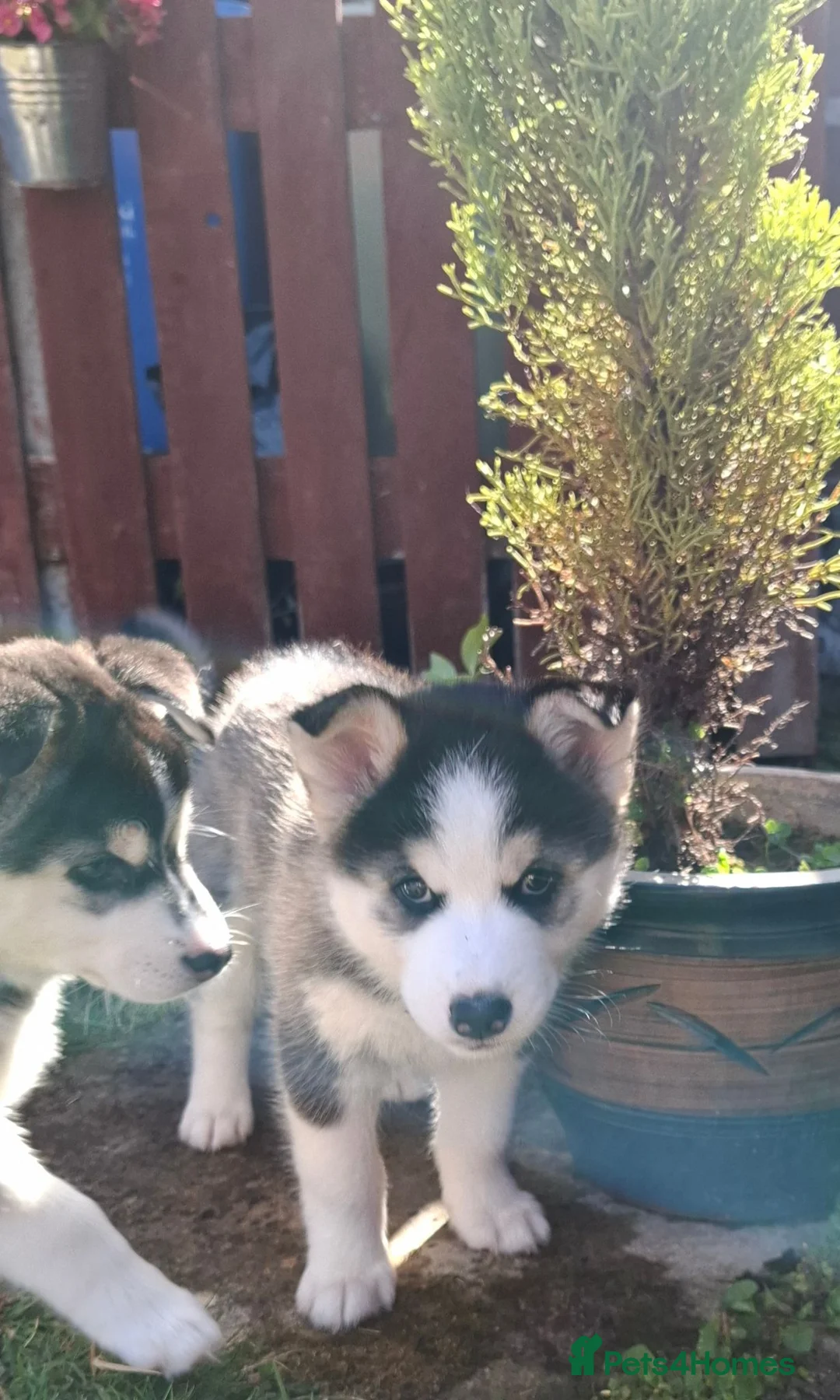 Pomsky dogs for sale: Stunning Pomsky Puppies  - Advert 2