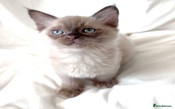 Burmese cats for sale: Stunning Show Quality Kittens - Image 2