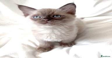 Burmese cats - Advert 9