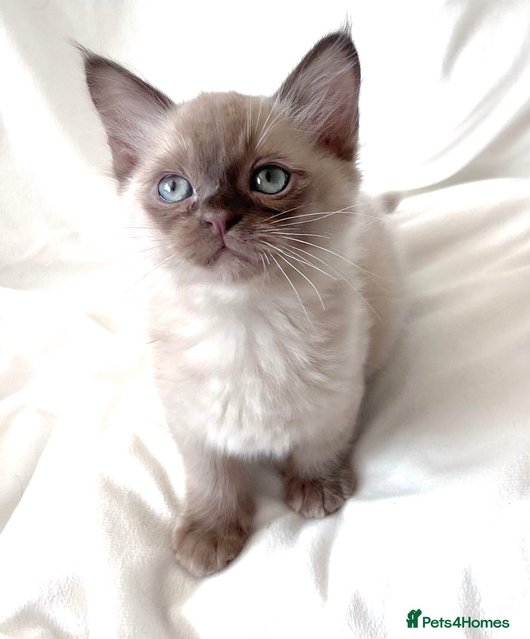 Burmese cats for sale: Stunning Show Quality Kittens - Image 2