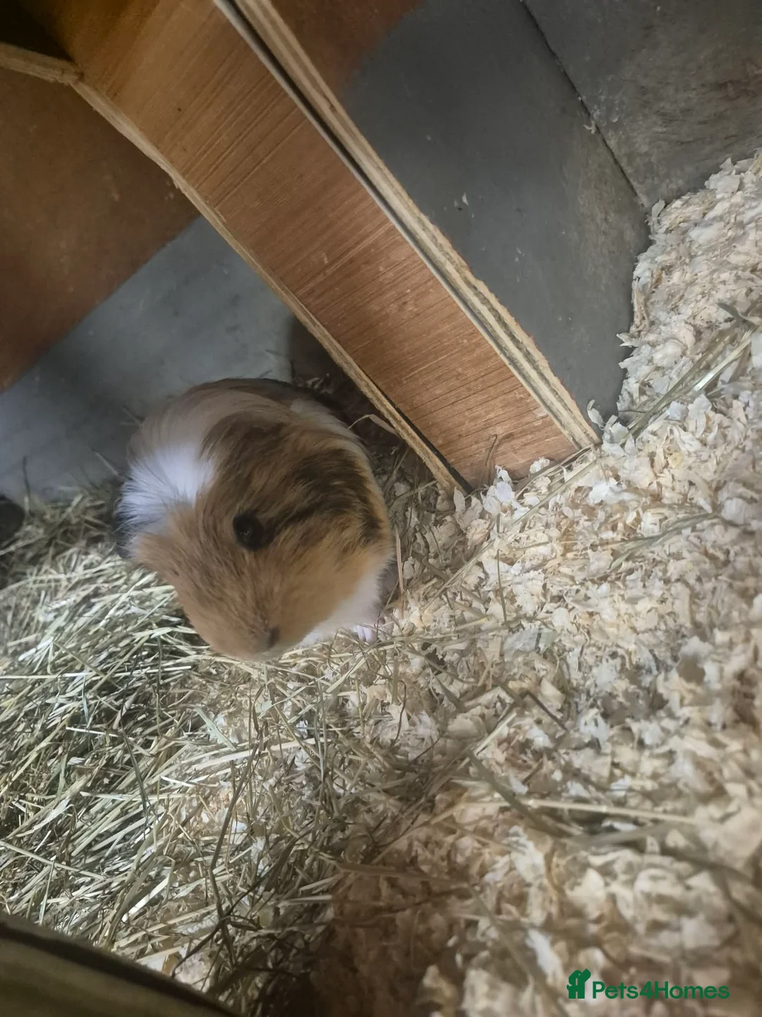Guinea Pig rodents for sale: Older Male Guinea Pigs - Advert 2