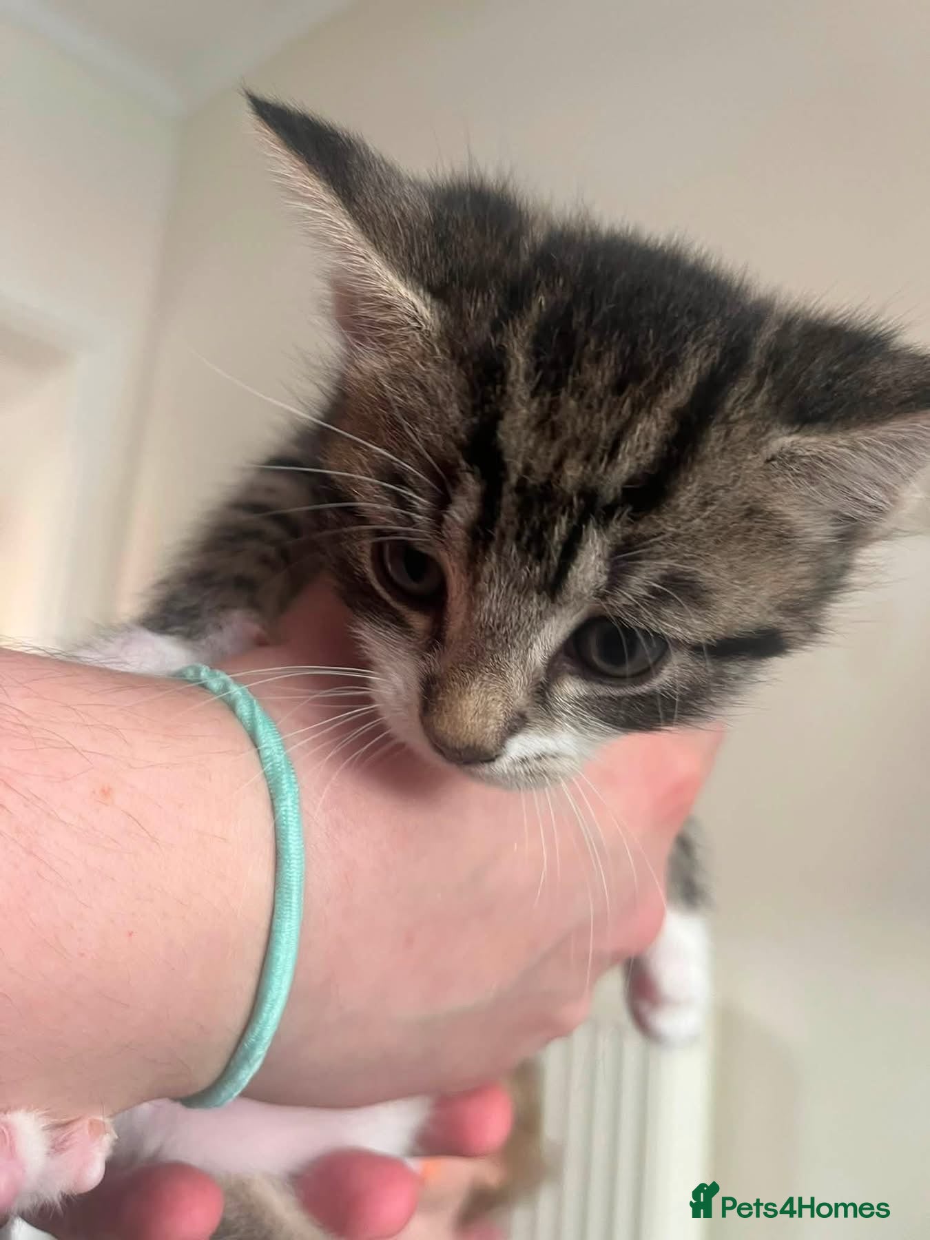 Mixed Breed cats Female kitten - Advert 9