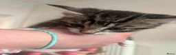 Mixed Breed cats for sale: Female kitten - Advert 1