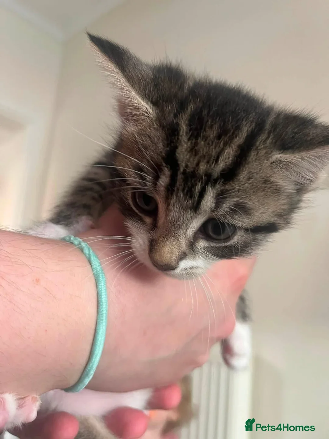 Mixed Breed cats for sale: Female kitten - Advert 1
