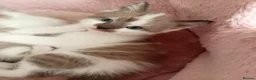 Mixed Breed cats for sale: Half sphynx half British shorthair kittens  - Advert 14