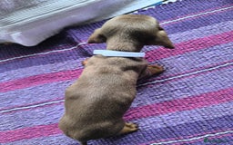 Miniature Dachshund dogs for sale: Superb Miniature KC reg Dachshund puppies - Image 12