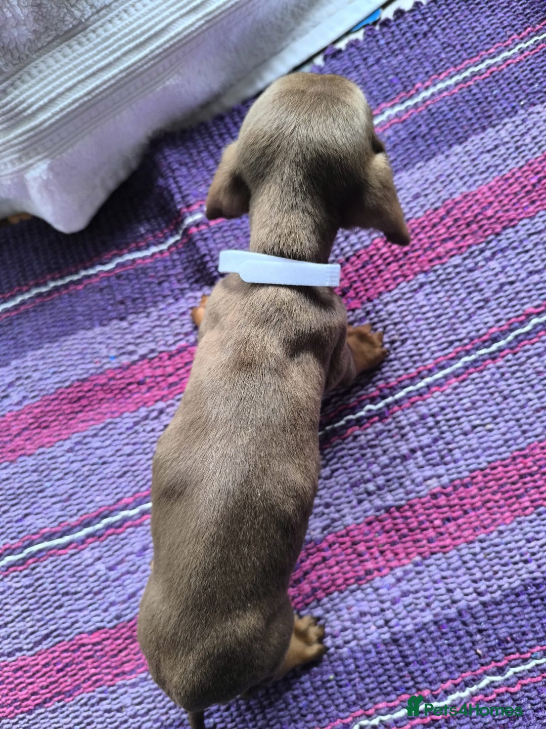 Miniature Dachshund dogs for sale: Superb Miniature KC reg Dachshund puppies - Image 12