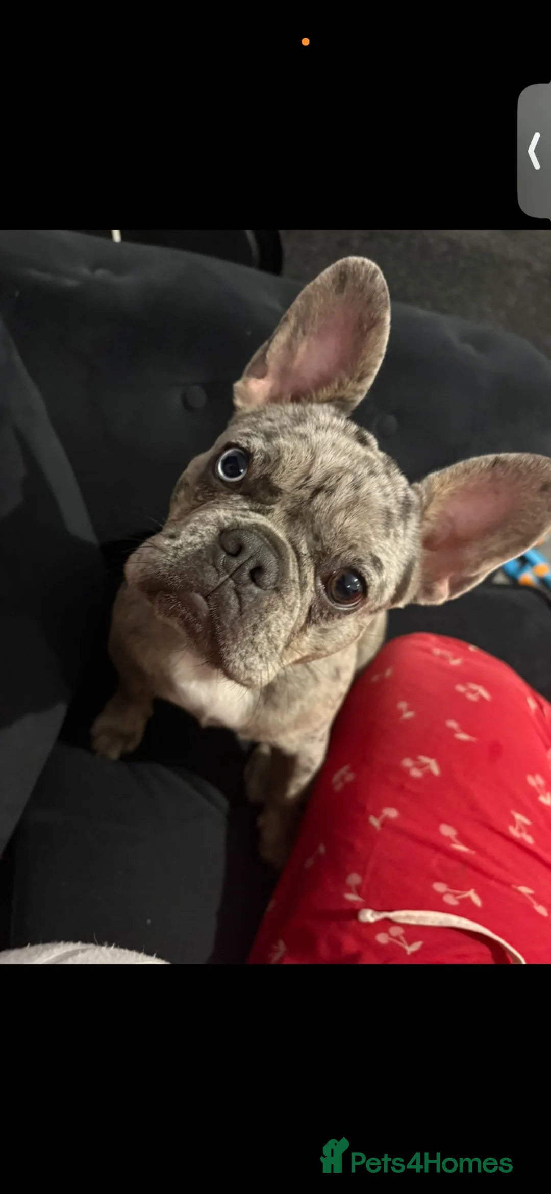 French Bulldog dogs for sale: Merle Frenchbulldog - Advert 10