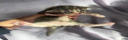 Mixed Breed cats for sale: 6 beautiful kittens  in Loughborough - Advert 14