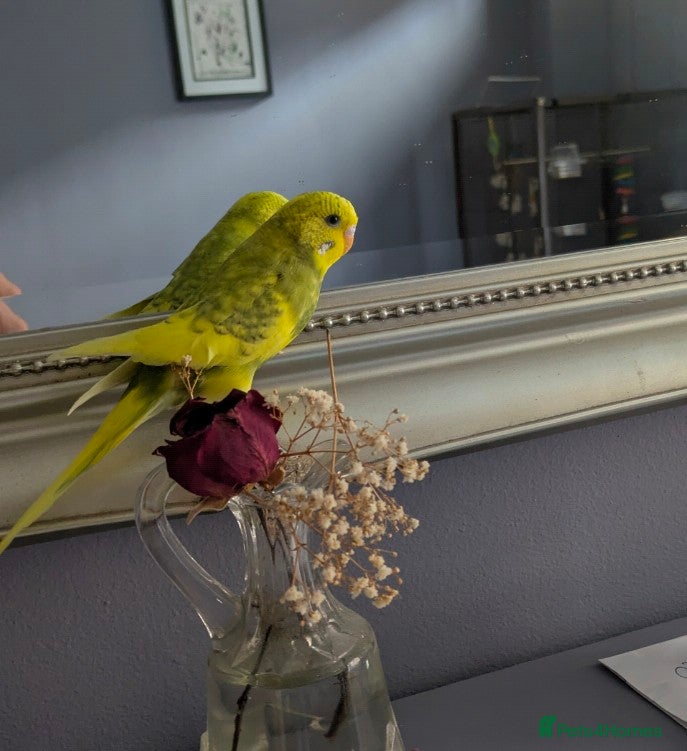 Budgerigars birds Budgie - Advert 4
