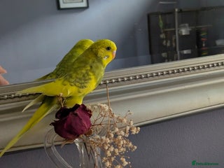 Budgerigars birds Budgie - Advert 12