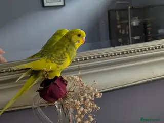 Budgerigars birds Budgie - Advert 1