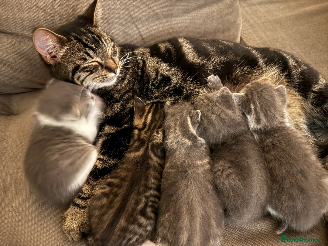 Mixed Breed cats for sale: Affectionate, beautiful cats - Advert 1