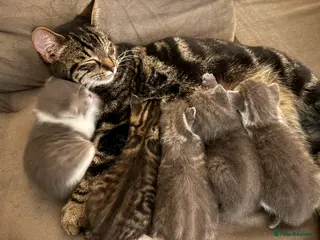 Mixed Breed cats Affectionate, beautiful cats - Advert 12