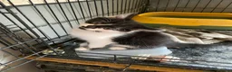 Mixed Breed cats for sale: Black and white female still available  - Advert 4