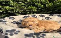 Cockapoo dogs for sale: 5 lovely f1 cockapoos  - Image 13