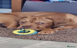 Dogue De Bordeaux dogs for sale: Dogue de bordeaux - Image 6