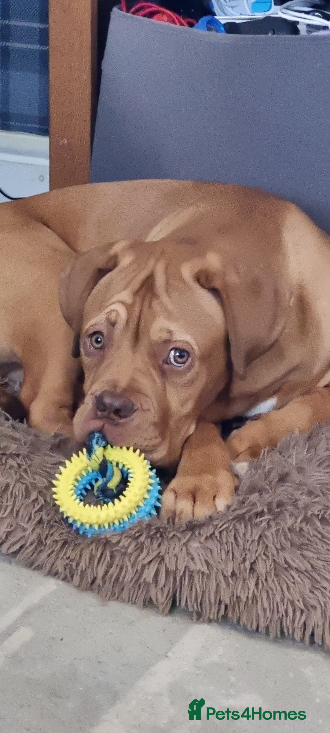 Dogue De Bordeaux dogs for sale: Dogue de bordeaux - Image 6