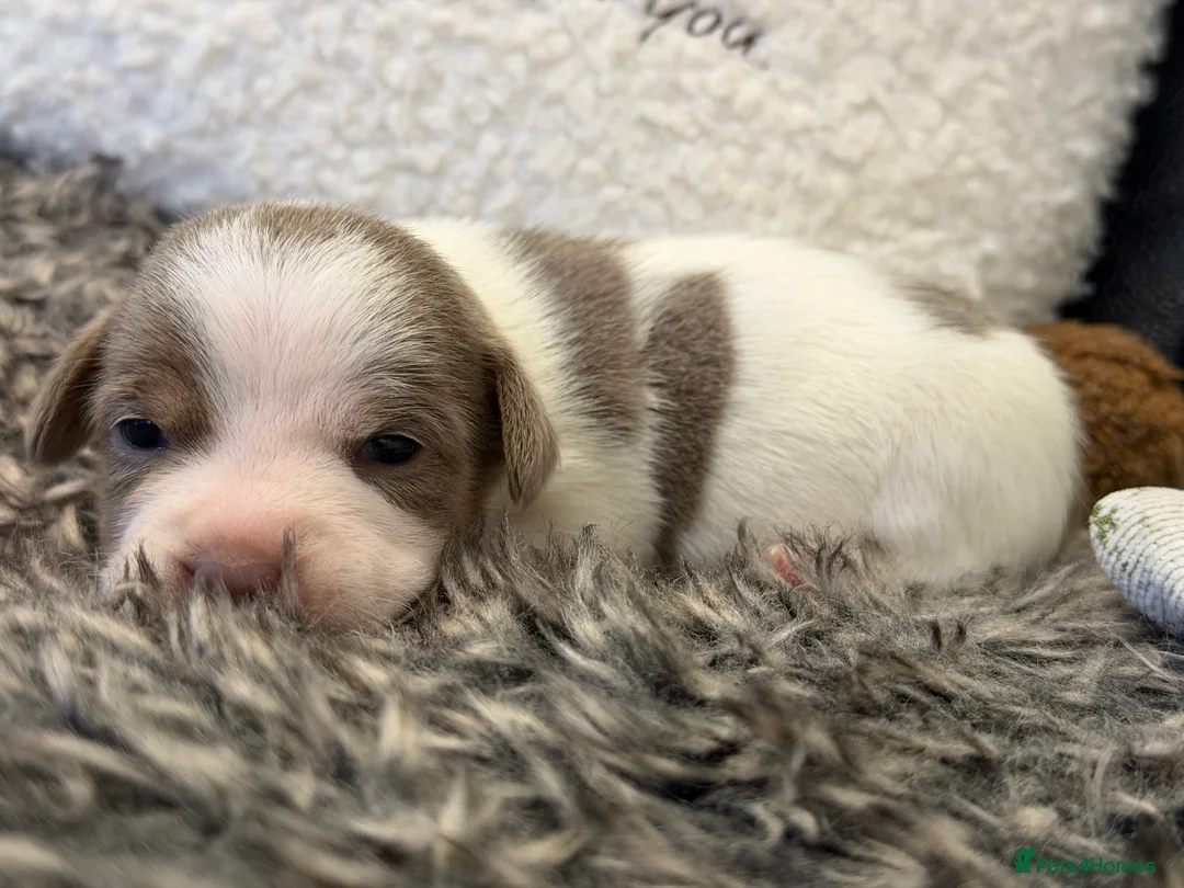 Jack Russell dogs for sale: DONJACKS - fully health tested miniature puppies  - Advert 2