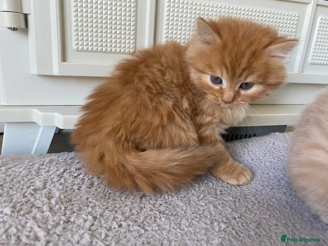 American Shorthair cats for sale: 2 Gorgeous boys - Advert 2