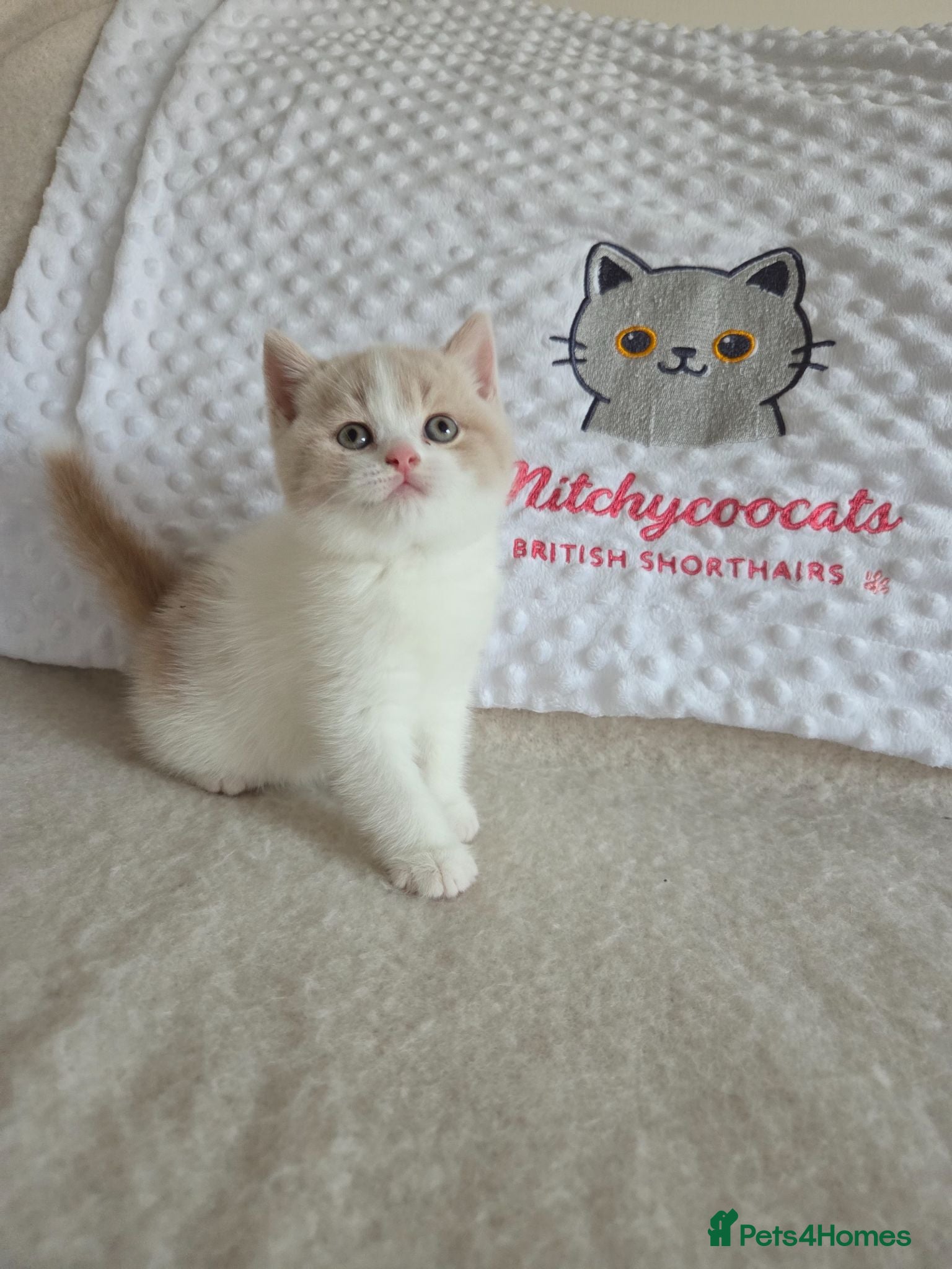 British Shorthair cats Gccf registered British shorthair kittens  - Advert 2