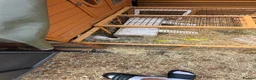 Guinea Pig rodents for sale: Guinea Pigs x 2 male + hutch and everything needed - Advert 8