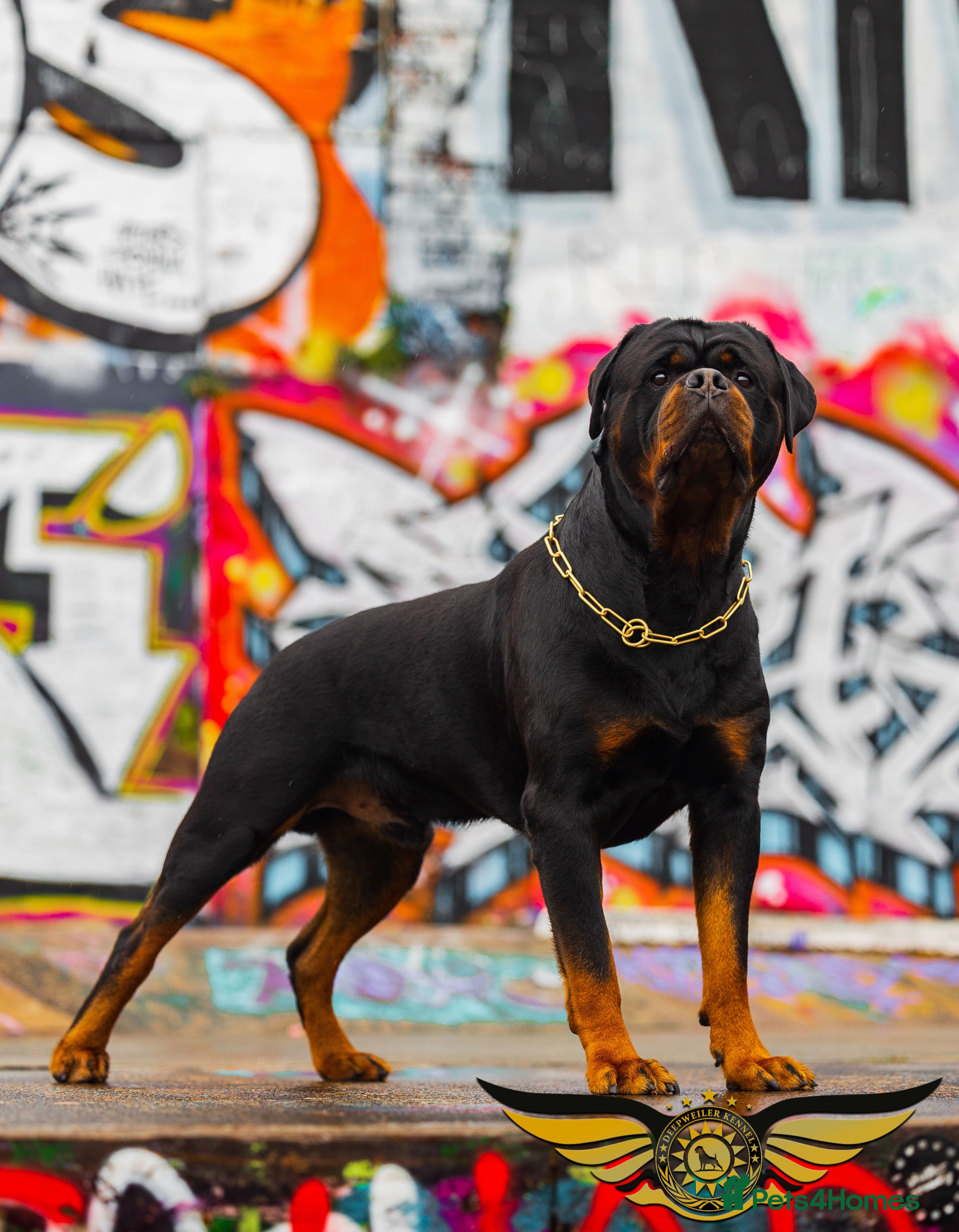 Rottweiler dogs Rottweiler import Stud (BIG DADDY BRUNO) - Advert 12