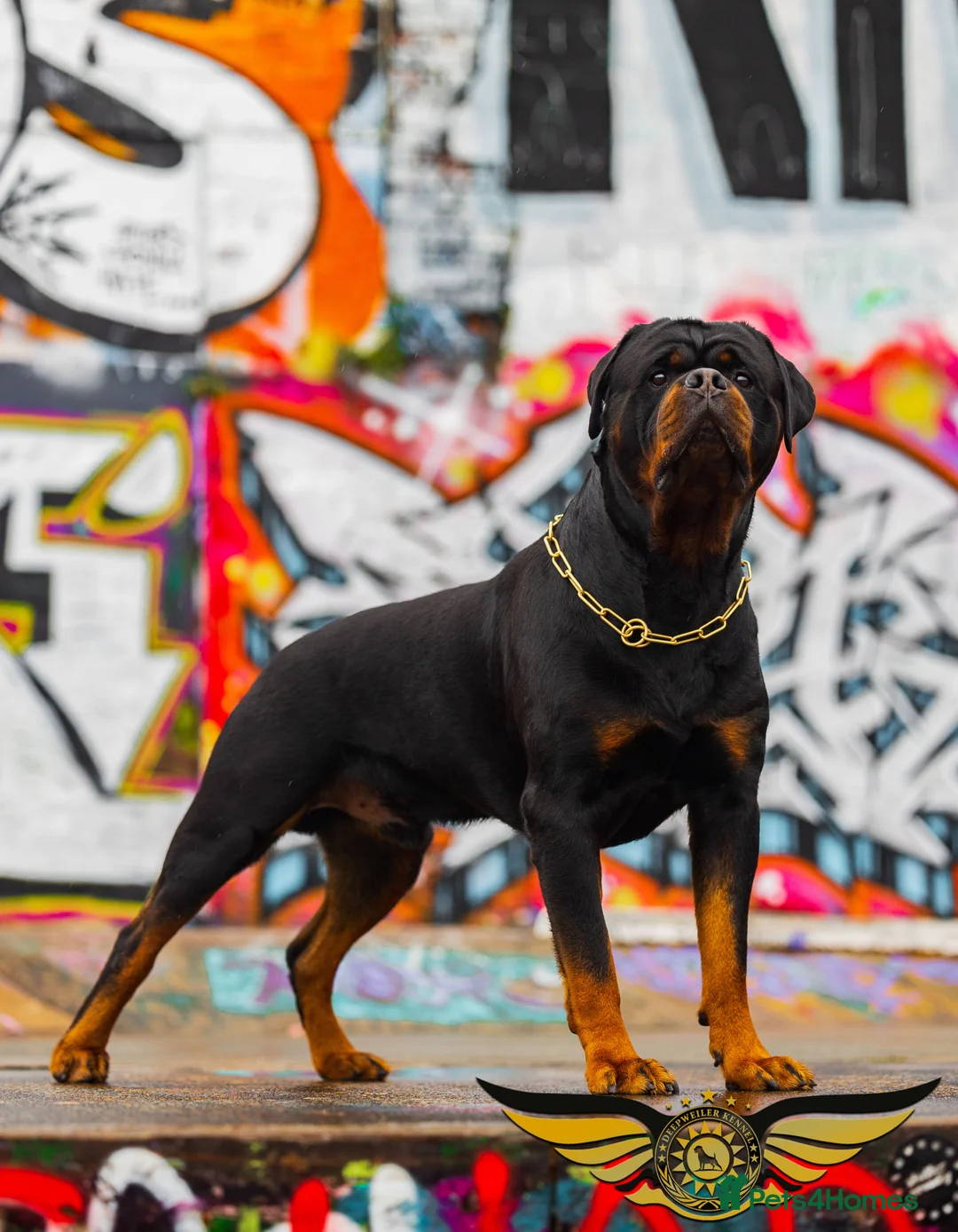 Rottweiler dogs for stud: Rottweiler import Stud (BIG DADDY BRUNO) in Liverpool - Advert 4