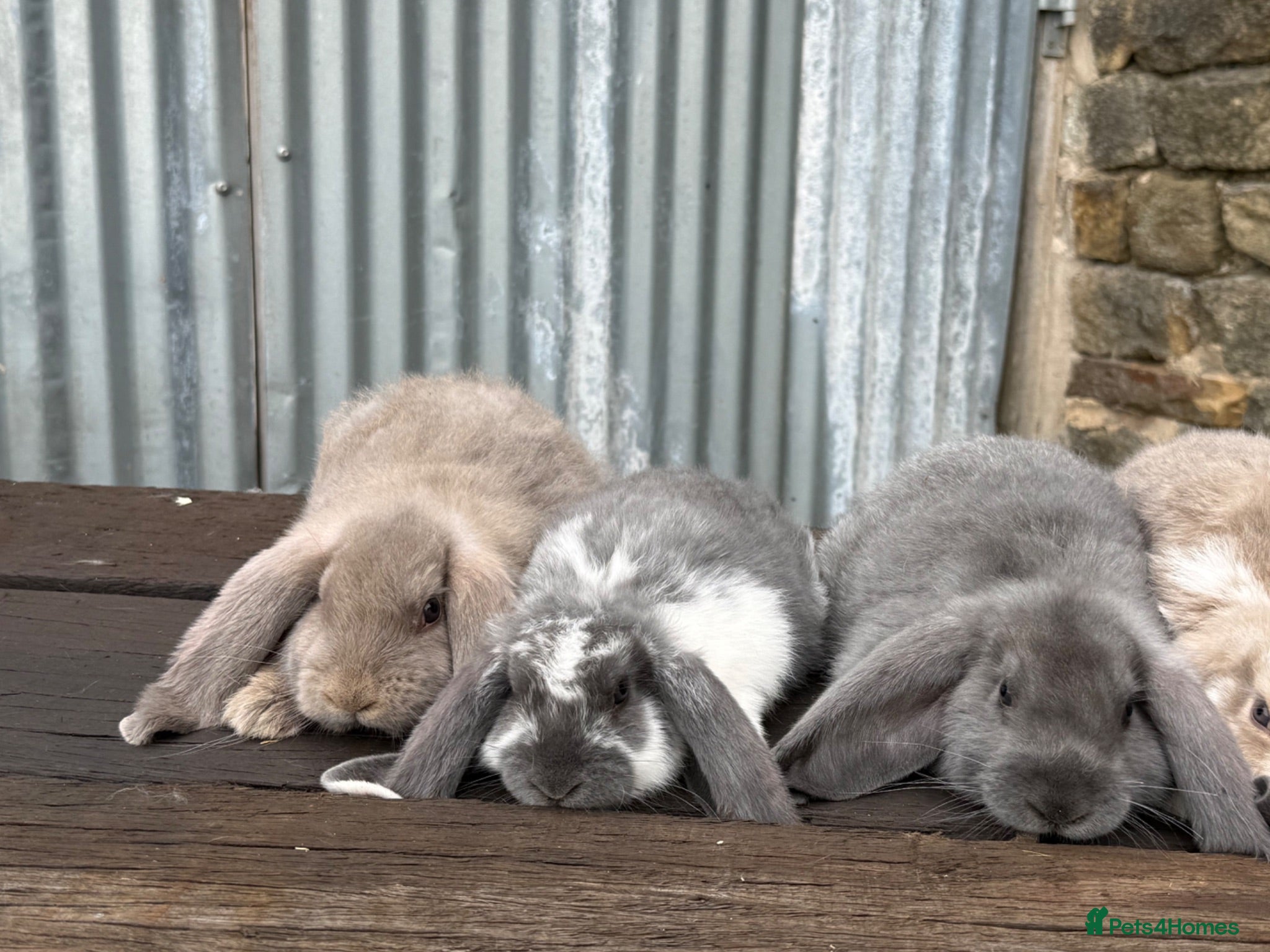 French Lop rabbits Stunning xl French lops  - Advert 2