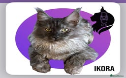 Maine Coon cats for sale: 2 Solid Blue Males  - Advert 3