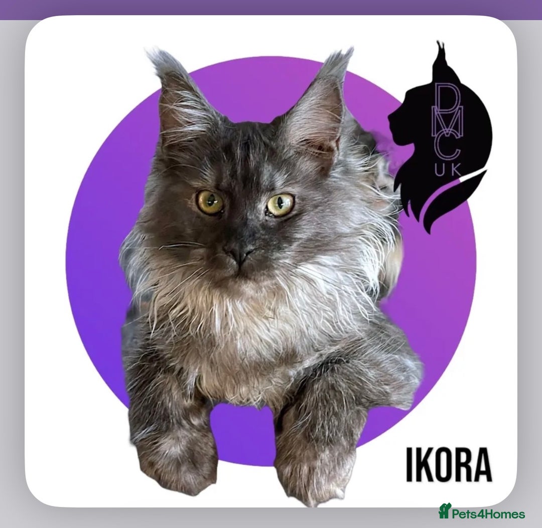 Maine Coon cats for sale: 2 Solid Blue Males  - Advert 3