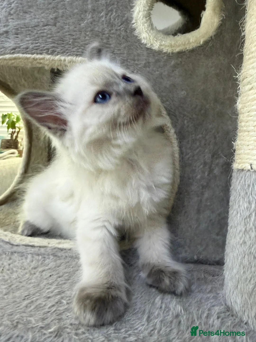 Ragdoll cats for sale: Adorable and friendly Ragdoll Kittens - Advert 20