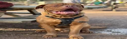 Dogue De Bordeaux dogs for sale: Dogue de bordeux puppies  - Advert 16