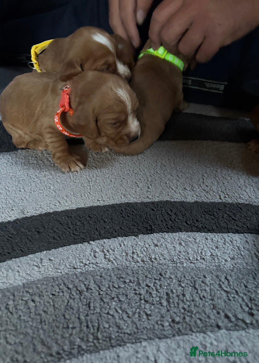 Cocker Spaniel dogs for sale: Working cocker Spainel puppys  - Image 11