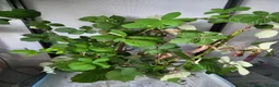 Stick Insects invertebrates for sale: Giant stick insect eggs  in Nottingham - Advert 2