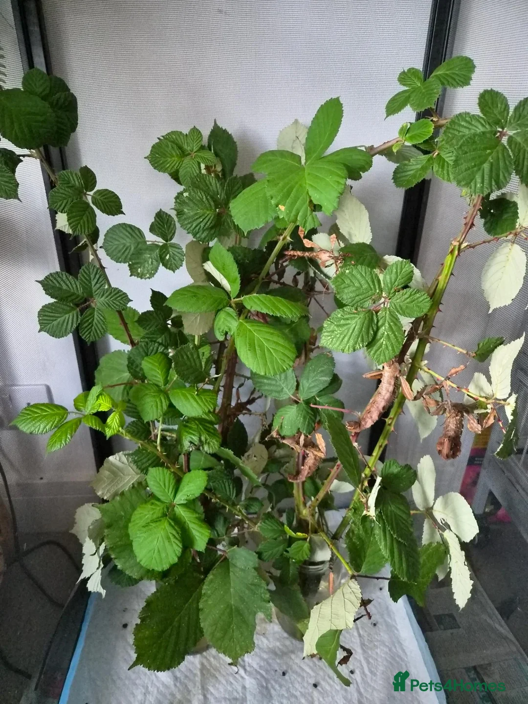 Stick Insects invertebrates for sale: Giant stick insect eggs  in Nottingham - Advert 2