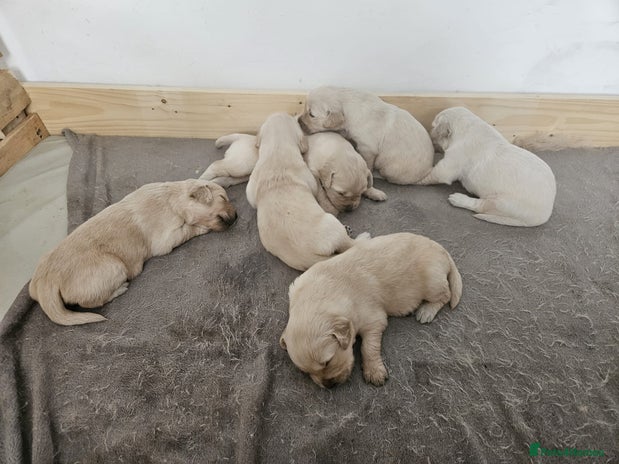 Golden Retriever dogs - Advert 1