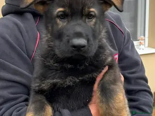 German Shepherd dogs TOPQUALITY GSD PUPS,STRAIGHT BACK,KCREG,ALLTESTED - Advert 4