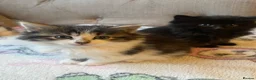 Mixed Breed cats for sale: Four beautiful kittens  in Swansea - Advert 16